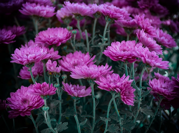 Fleurs roses dans le noir