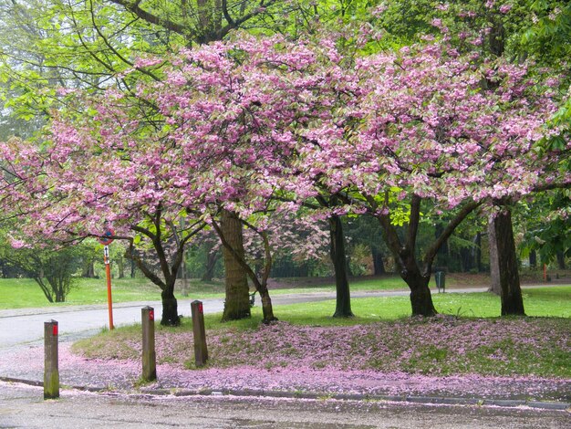 Photo des fleurs roses dans le parc