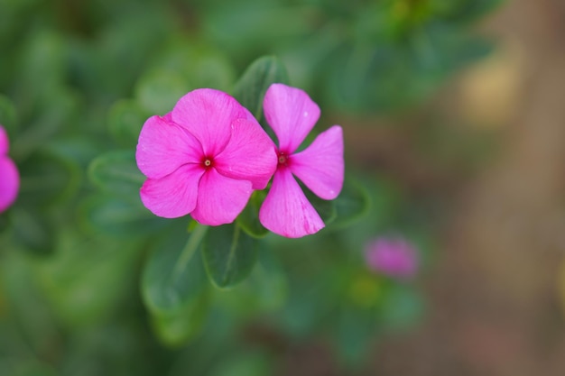 Fleurs roses dans le parc