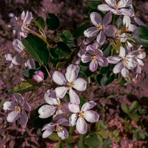 Fleurs roses délicates d'un pommier sur un arbre