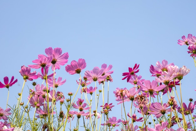 Photo les fleurs roses du cosmos en pleine floraison