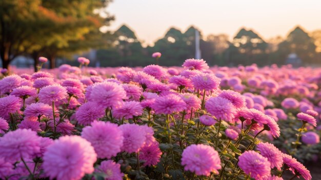 Les fleurs roses du coucher du soleil Un réalisme romantiqué capturé dans l'image Uhd