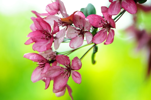 fleurs roses du pommier paradis en fleurs