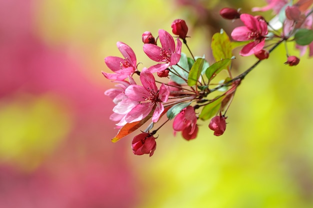 Photo fleurs roses du pommier paradis en fleurs