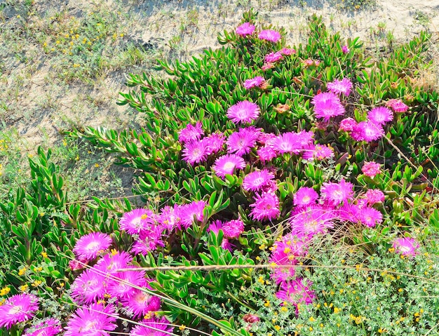 Fleurs roses sur une dune de sable