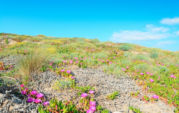 Fleurs roses sur les dunes de sable de Platamona Sardaigne