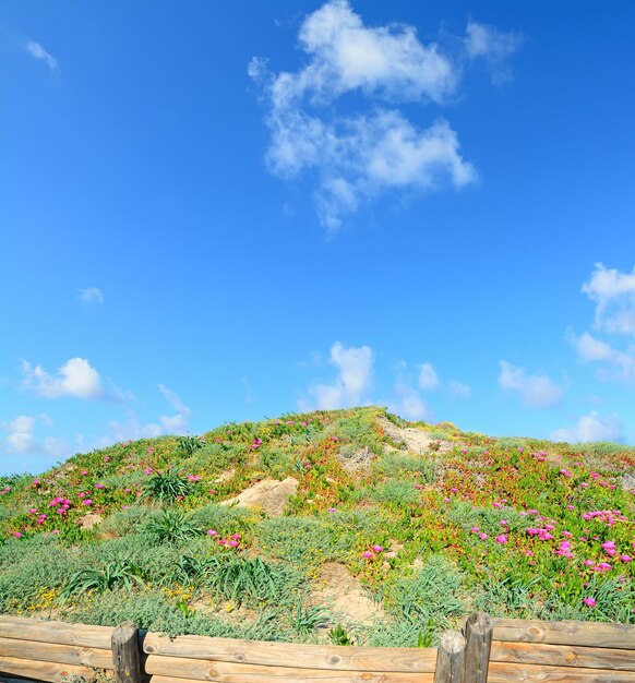 Fleurs roses sur les dunes de sable de Platamona Sardaigne