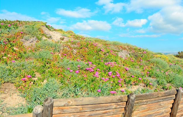 Fleurs roses sur les dunes de sable de Platamona Sardaigne