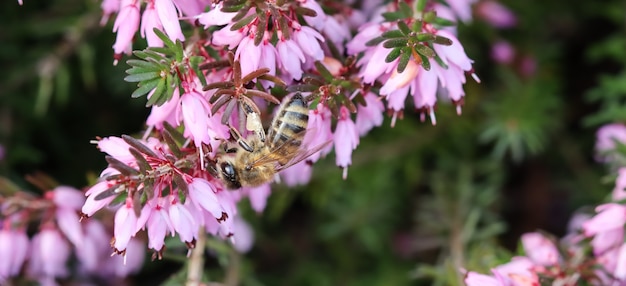 Les fleurs roses d'Erica carnea ont frappé l'hiver et une abeille qui travaille dans un jardin de printemps