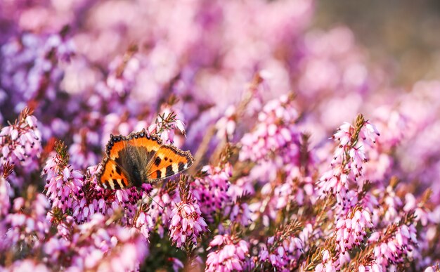 Les fleurs roses d'Erica carnea ont frappé l'hiver et un papillon dans un jardin de printemps