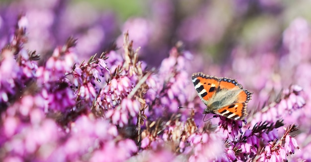 Les fleurs roses d'Erica carnea ont frappé l'hiver et un papillon dans le jardin de printemps