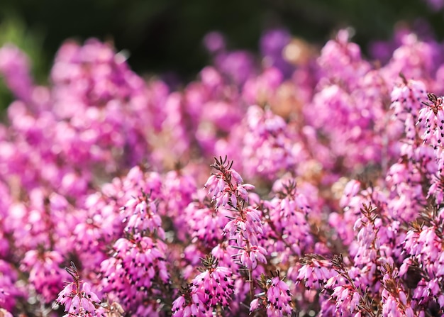 Fleurs roses d'Erica Carnea, Winter Hit, et dans un jardin printanier ensoleillé.