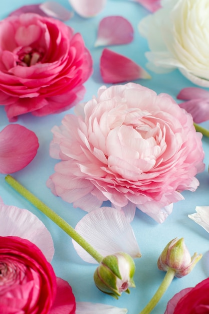 Fleurs roses sur un espace de copie de fond bleu clair,