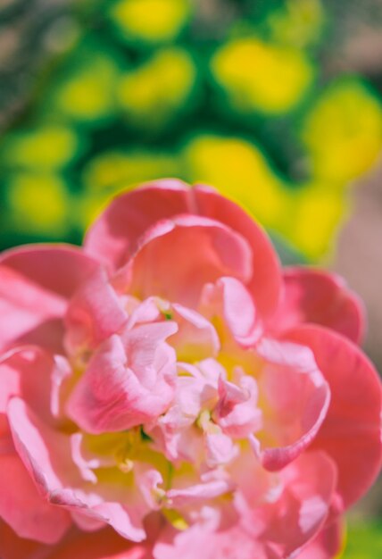 Fleurs roses esthétiques fleurissent fond d'été de printemps. Idéal pour carte postale et impression