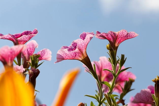 Fleurs roses en été