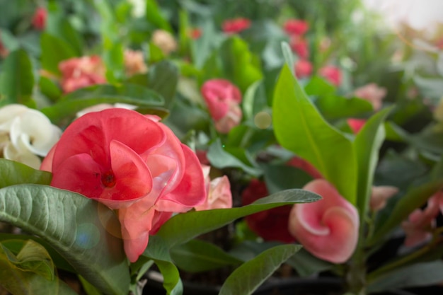 Fleurs roses d'Euphorbia milii dans un beau jardin