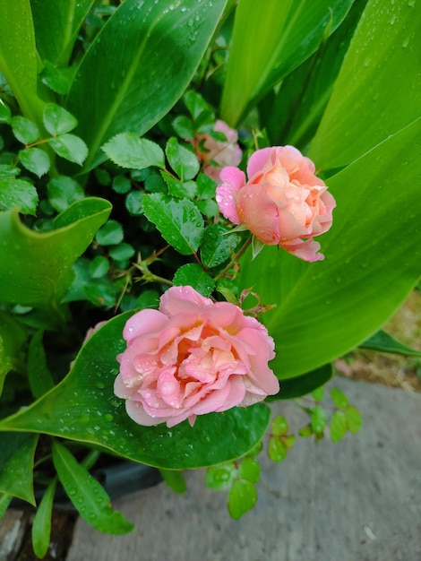 Fleurs roses avec des feuilles vertes et des fleurs roses en arrière-plan