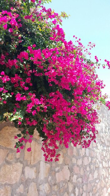 Des fleurs roses fleurissent sur l'arbre