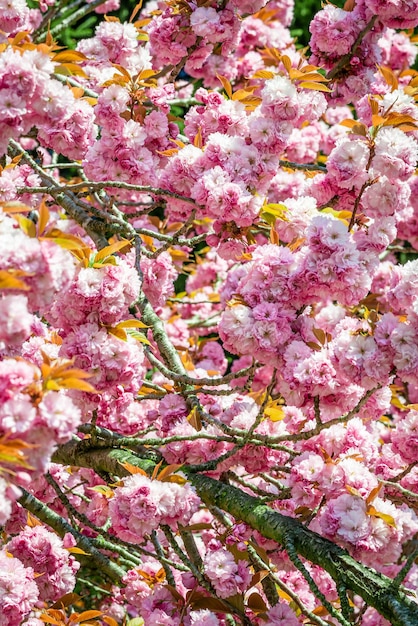 Les fleurs roses fleurissent sur les arbres