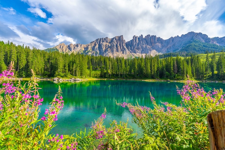 Photo des fleurs roses fleurissent sur le lac carezza avec la montagne latemar reflétée dans les dolomites