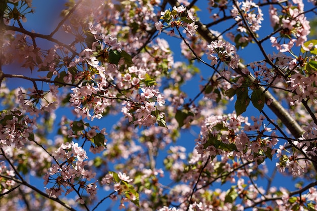 Fleurs roses en fleurs sur la branche. Fond de printemps.