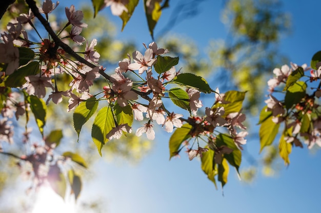 Fleurs roses en fleurs sur la branche. Fond de printemps.