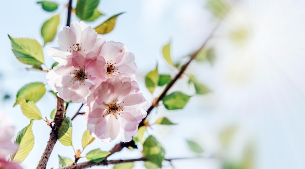 Fleurs roses de fleurs de cerisier sakura printemps fond de Pâques