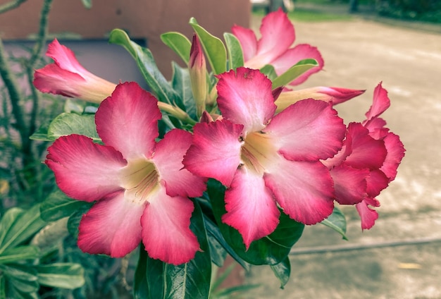 Fleurs roses Les fleurs à cinq pétales fleurissent