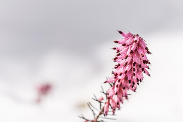 Fleurs roses en fleurs Erica carnea dans la neige Concept de jardinage de fond de printemps