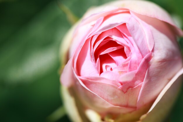 Fleurs roses en fleurs