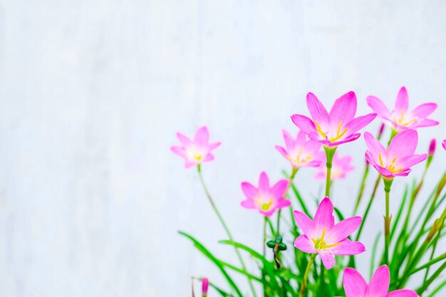 Fleurs roses sur fond blanc