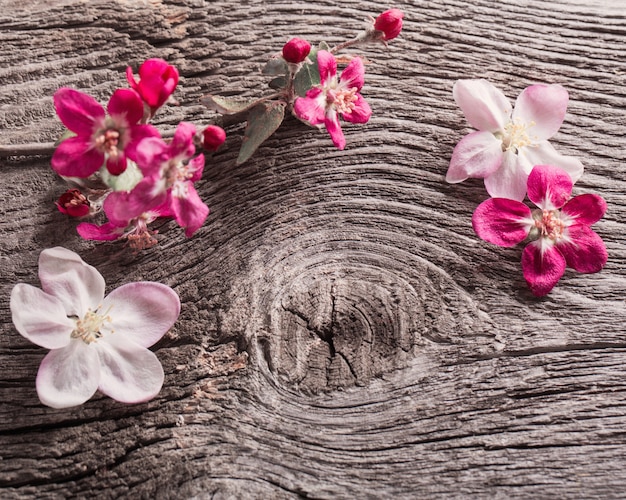 Fleurs roses sur fond en bois