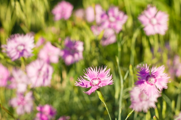 Fleurs roses sur fond vert