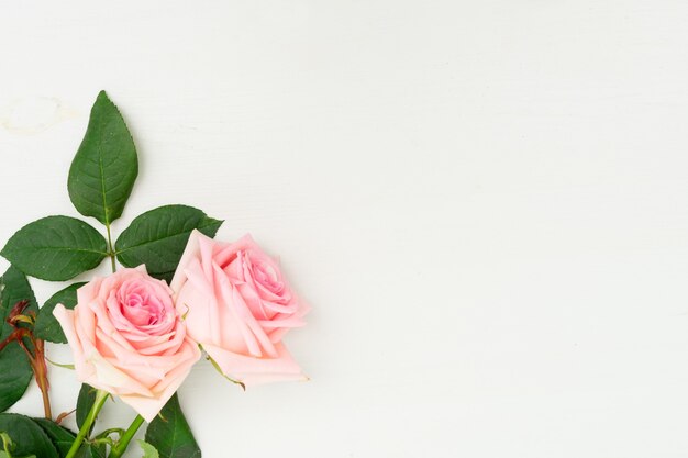 Fleurs roses fraîches isolés sur blanc