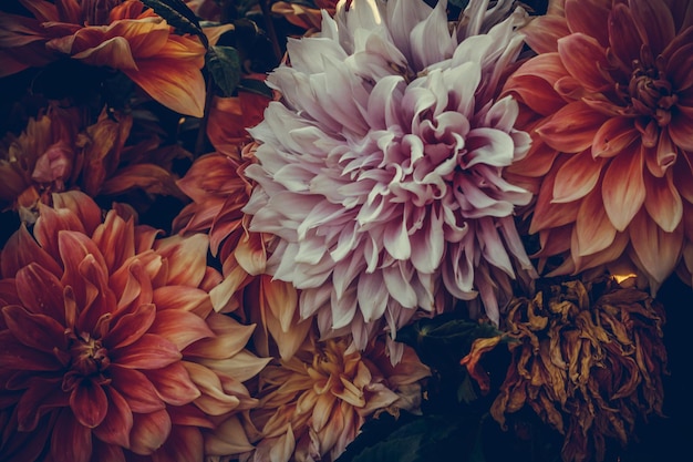 Des fleurs de roses grimpantes roses en gros plan dans une journée d'été ensoleillée