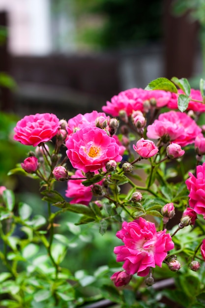Fleurs de roses grimpantes roses gros plan en journée d'été ensoleillée