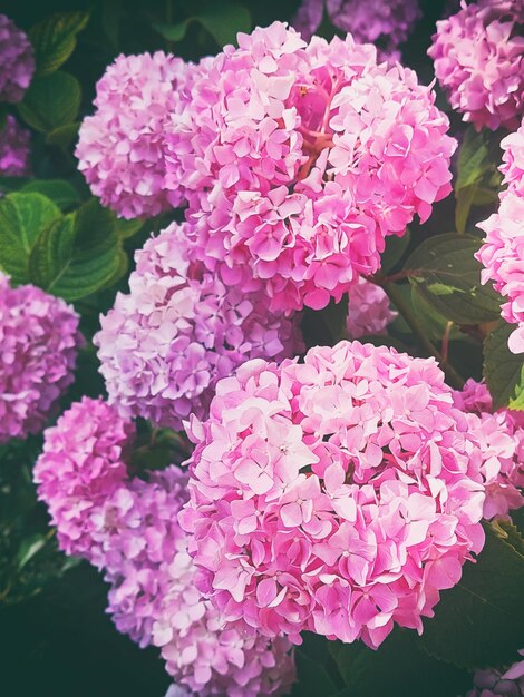 Fleurs roses d'hortensia