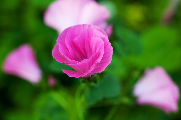 Les fleurs roses de jardin fleurissent dans le jardin d'été