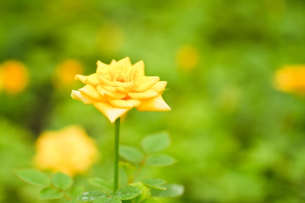 Fleurs roses jaunes