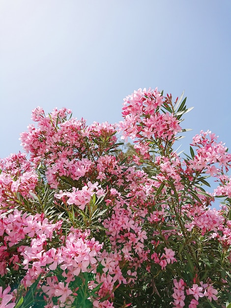 Fleurs roses de laurier rose sur les branches