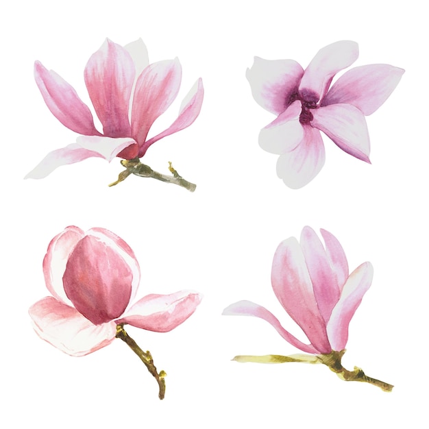 Fleurs roses de magnolia ensemble illustration aquarelle dessinés à la main isolés
