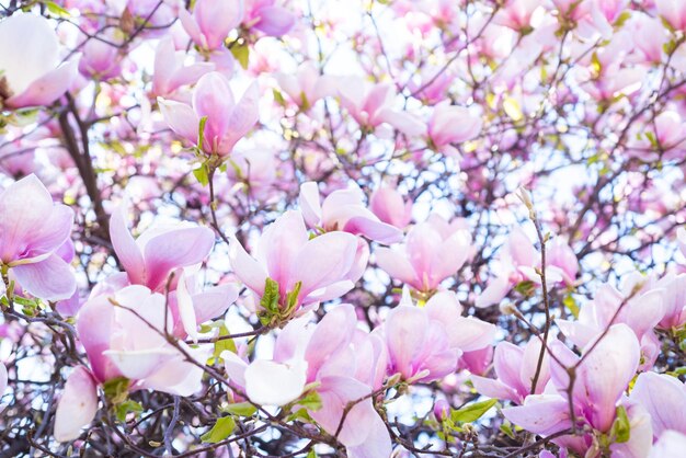 Fleurs roses de magnolia en fleurs au printemps macro et espace de copie