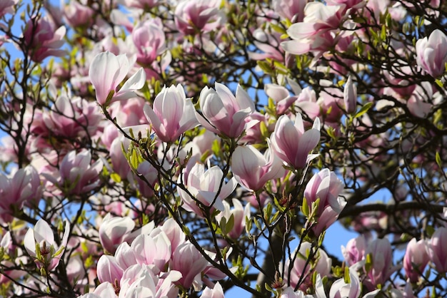 Fleurs roses de magnolia en fleurs et de ciel bleu