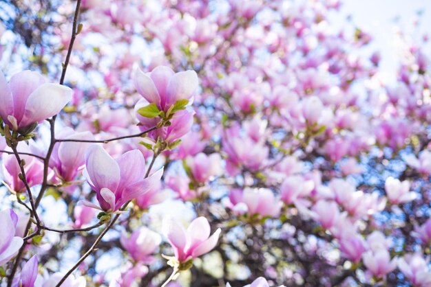 Fleurs roses de magnolia en fleurs dans l'espace de copie de printemps