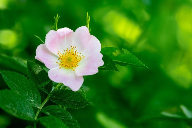 Photo des fleurs roses à la mouette en gros plan sur un buisson