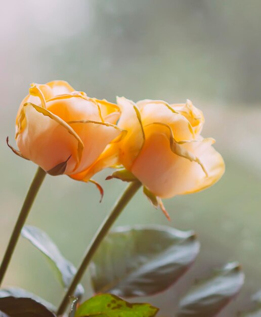 Fleurs roses orange se bouchent