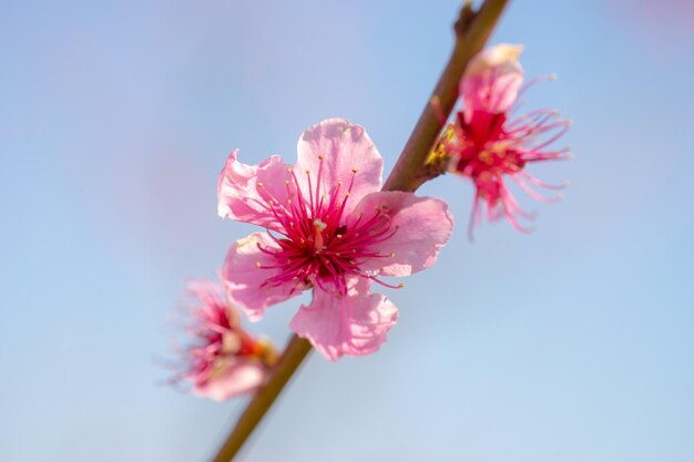 Des fleurs roses de pêche sur un fond bokeh