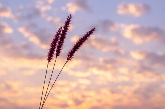 Photo fleurs roses de pennisetum à plumes ou d'herbe de mission avec un ciel d'aube et des nuages en arrière-plan