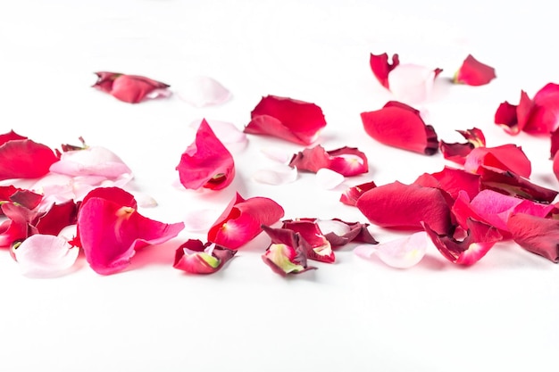 Fleurs roses pétales rouges et roses sur fond blanc fond de Saint Valentin mise à plat vue de dessus copie espace