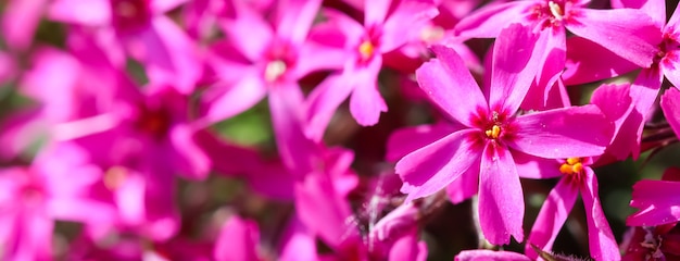 Fleurs roses de phlox rampant sur fond floral de printemps